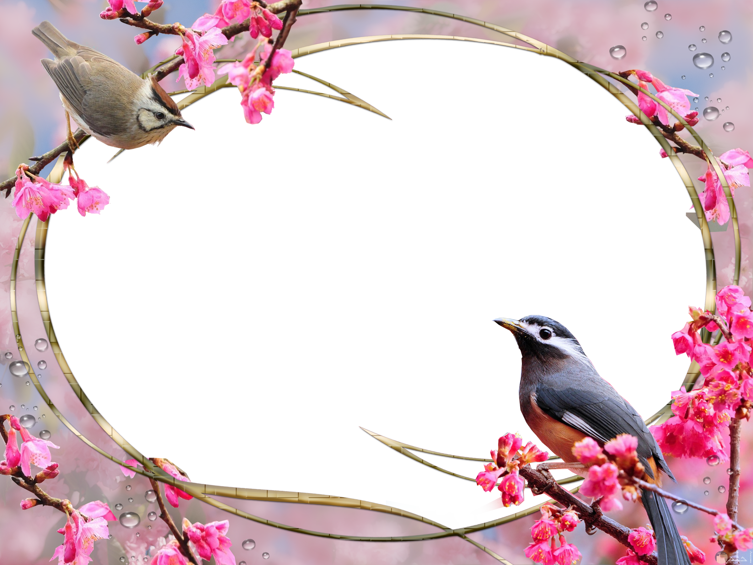 صورخلفيات للكتابة عليها - KibrisPDR