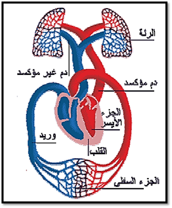 9 رقم مجموعة الصور