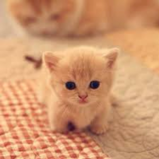 صوره بسه صغيره - KibrisPDR