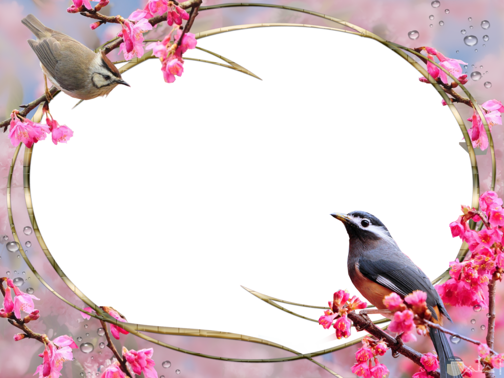 11 رقم مجموعة الصور