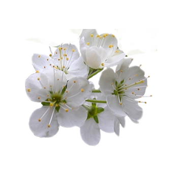 5 رقم مجموعة الصور