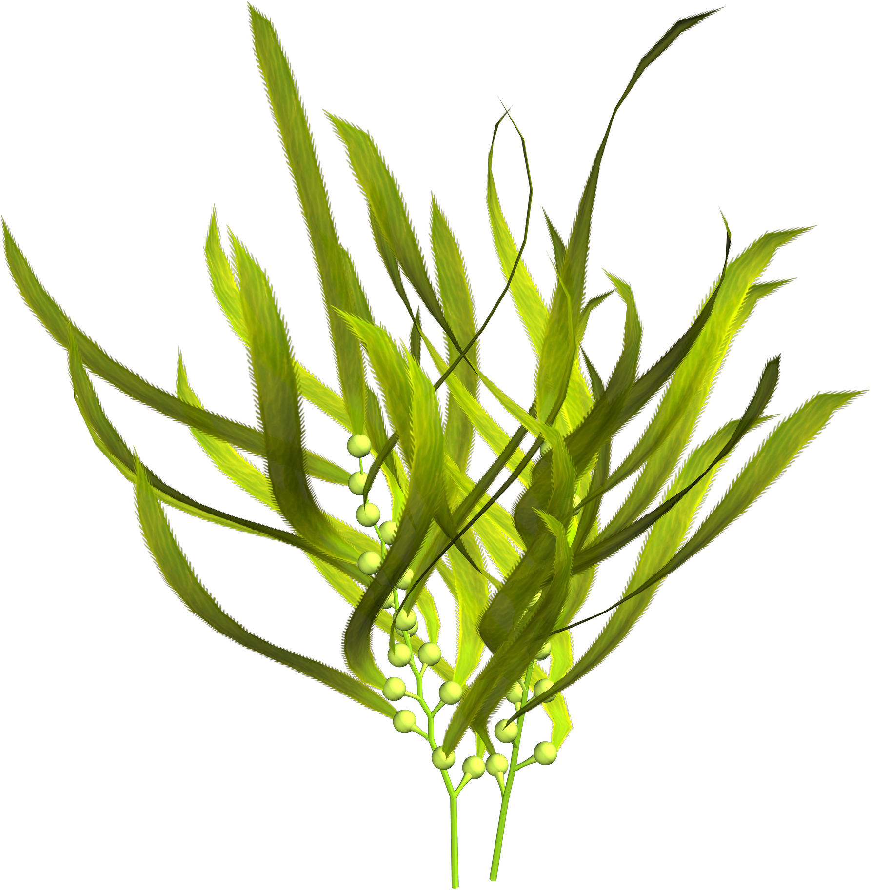 طحالب متجمدة - KibrisPDR