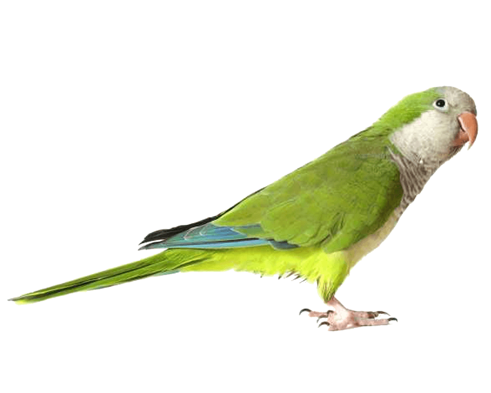 طيور Png - KibrisPDR