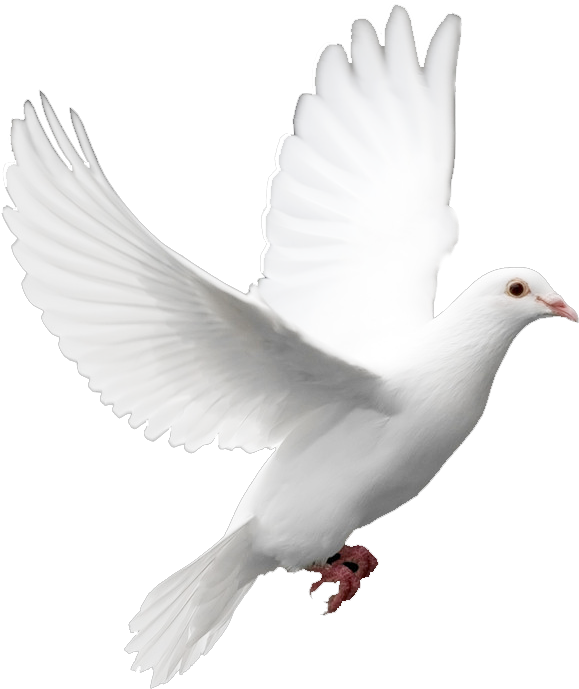 5 رقم مجموعة الصور