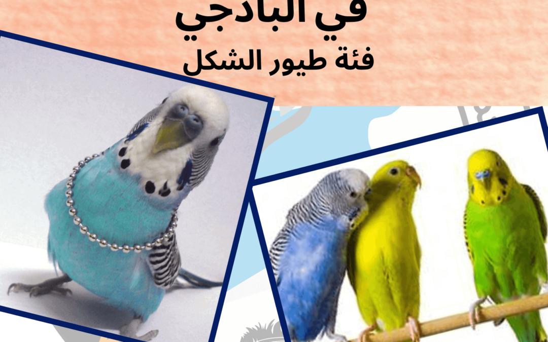 3 رقم مجموعة الصور
