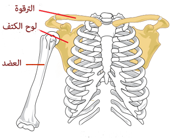 15 رقم مجموعة الصور