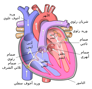 3 رقم مجموعة الصور