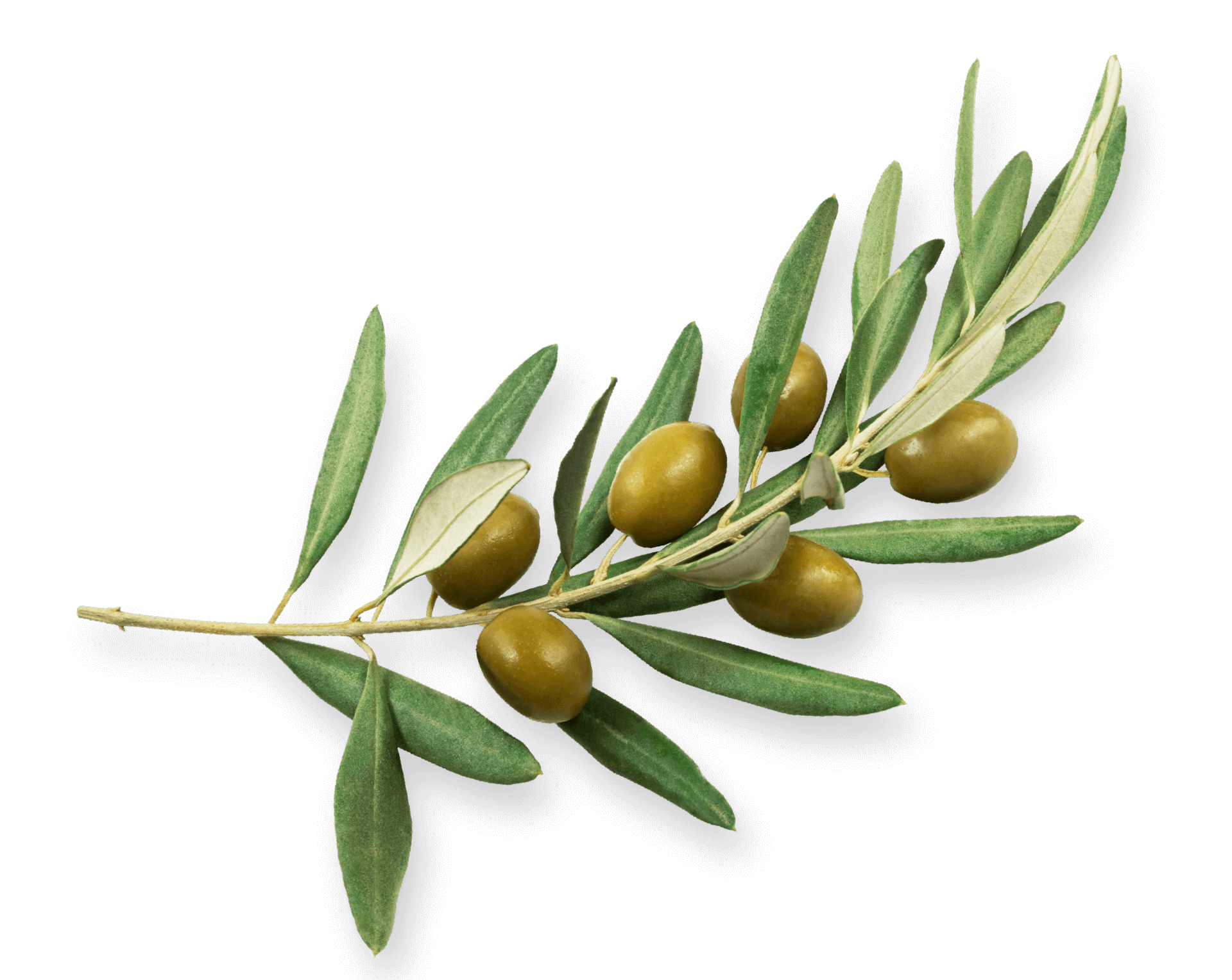 غصن الصنوبر - KibrisPDR