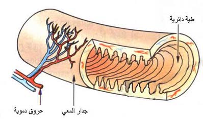 4 رقم مجموعة الصور