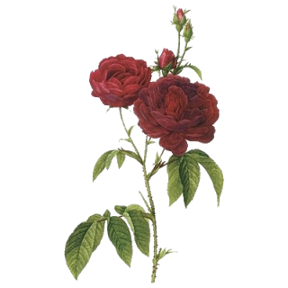 9 رقم مجموعة الصور