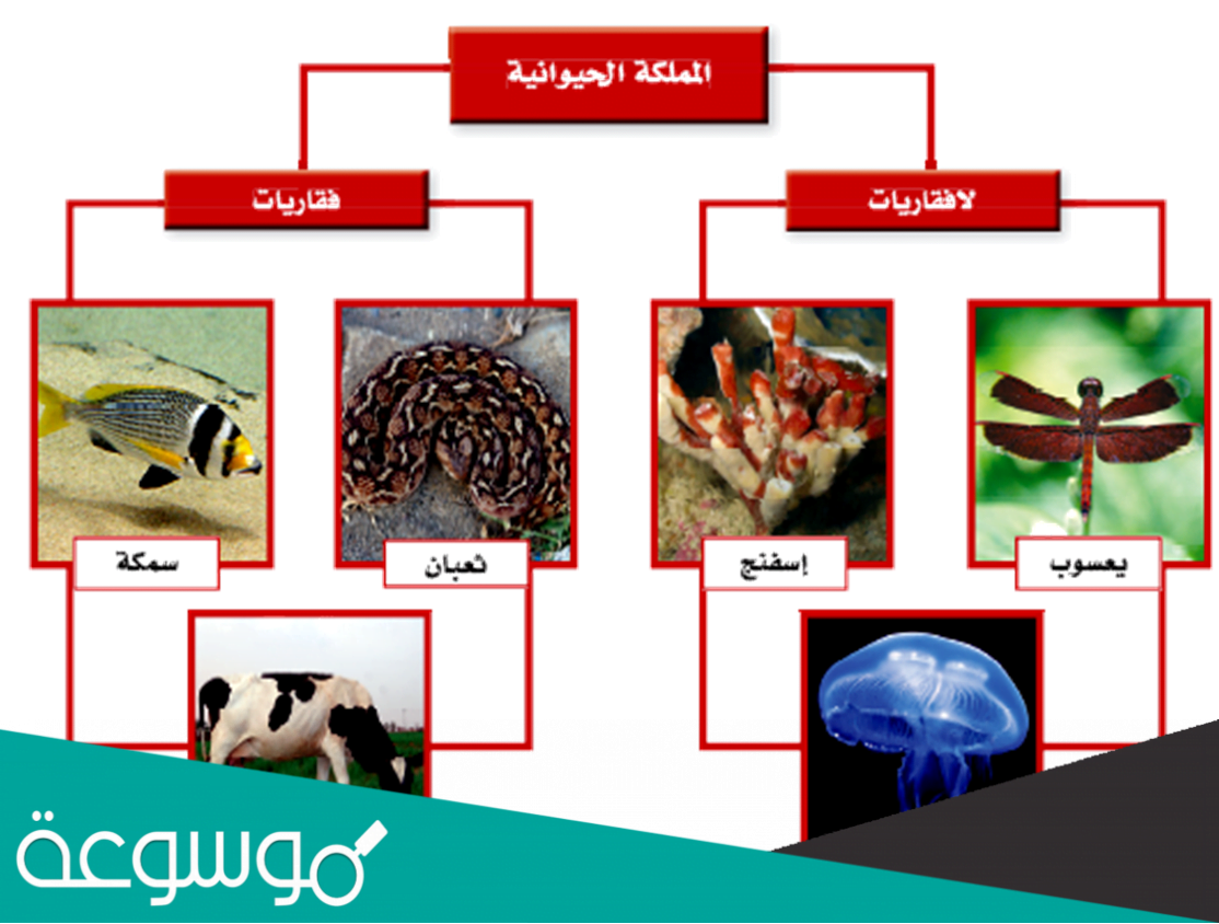 فقاريات - KibrisPDR