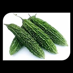 قرع اخضر - KibrisPDR