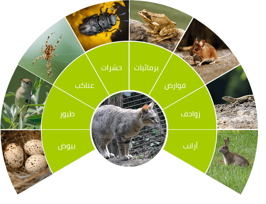 قط البري - KibrisPDR