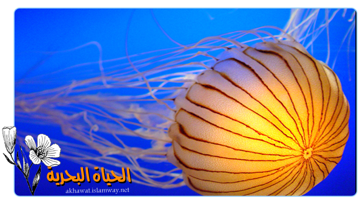 قنديل البحر من - KibrisPDR