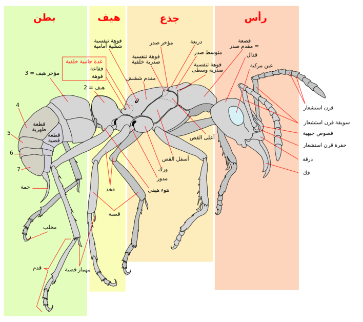 3 رقم مجموعة الصور