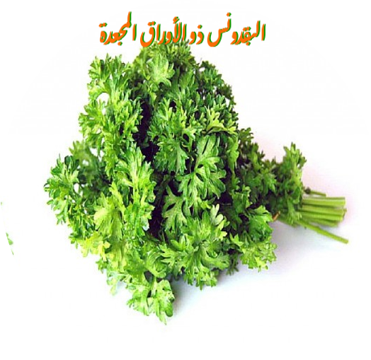 كزبرة و بقدونس - KibrisPDR