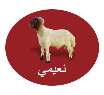 10 رقم مجموعة الصور