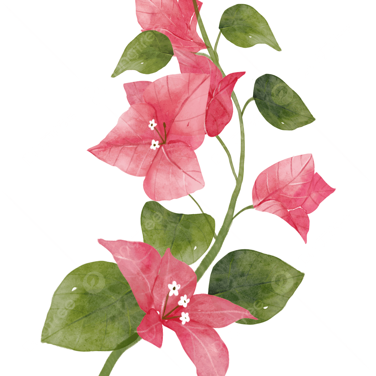 8 رقم مجموعة الصور