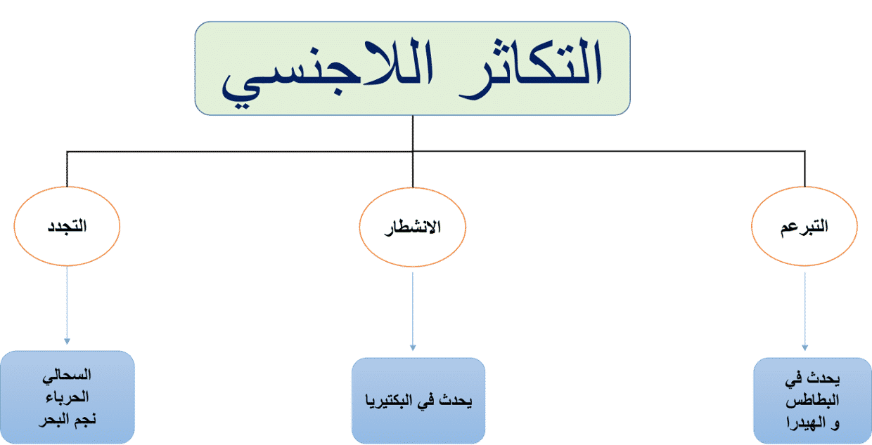 6 رقم مجموعة الصور