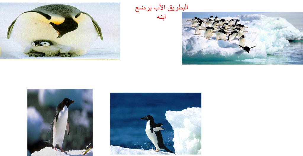 معلومات عن البطريق - KibrisPDR