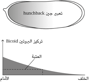 6 رقم مجموعة الصور