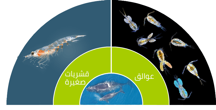 7 رقم مجموعة الصور