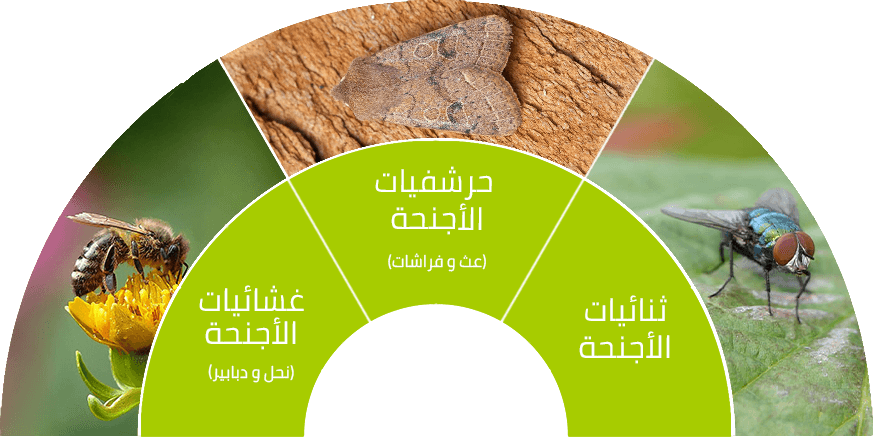 3 رقم مجموعة الصور