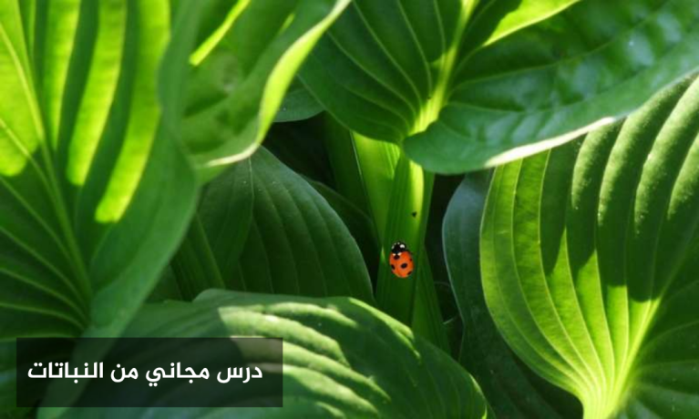 نباتات الغابات - KibrisPDR