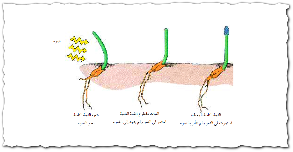 3 رقم مجموعة الصور