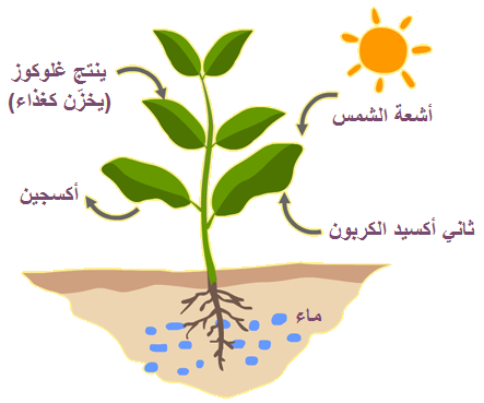 5 رقم مجموعة الصور
