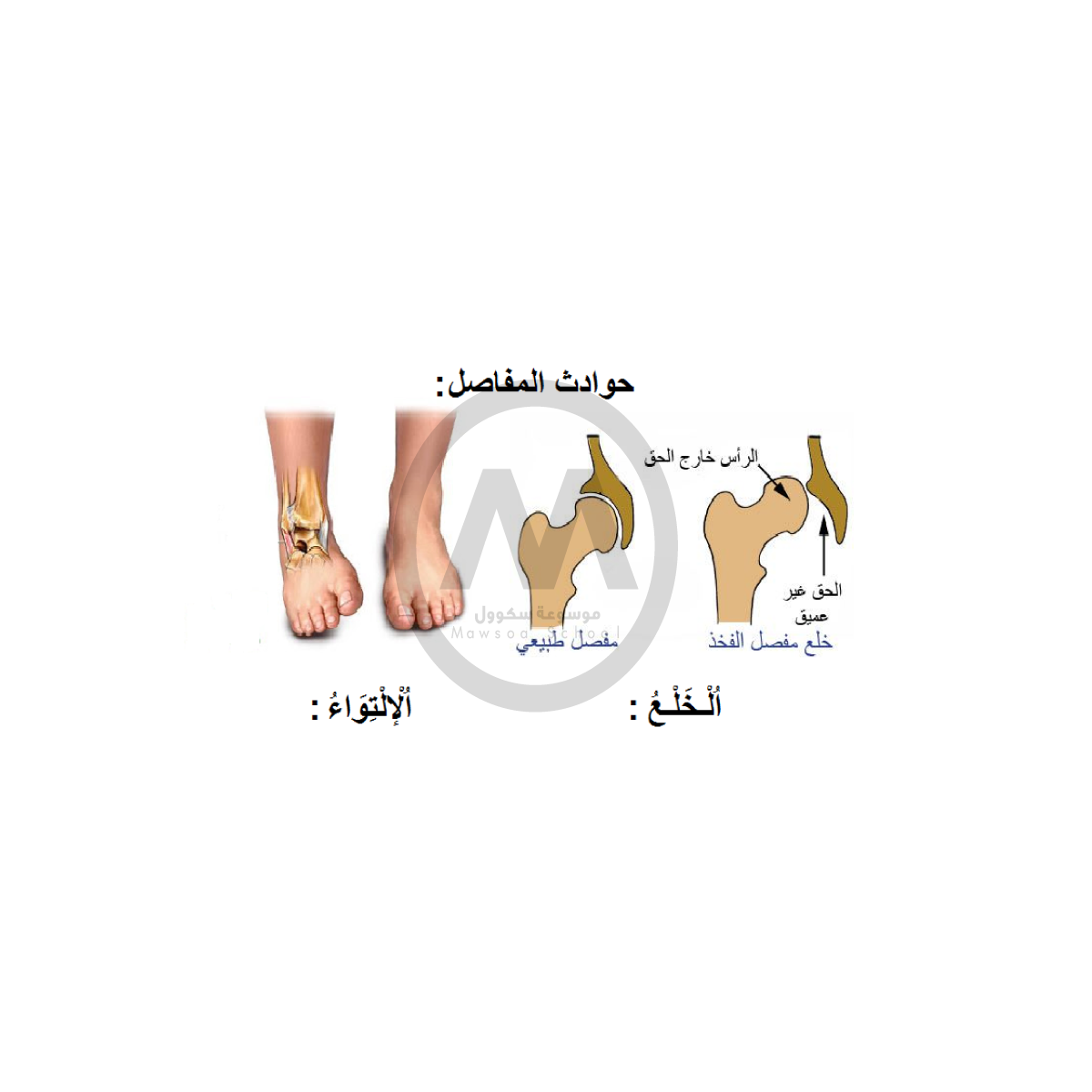 10 رقم مجموعة الصور