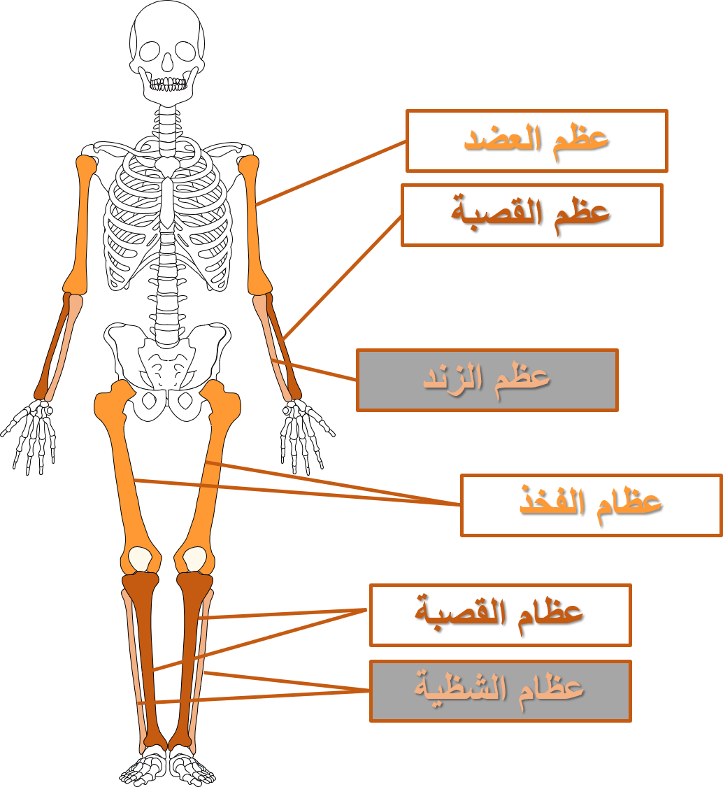 6 رقم مجموعة الصور
