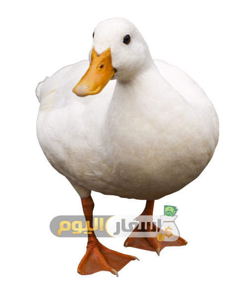 2 رقم مجموعة الصور