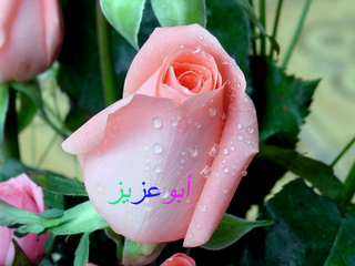 14 رقم مجموعة الصور
