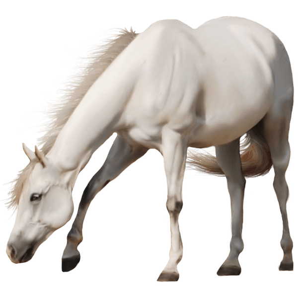 الخيل الابيض - KibrisPDR