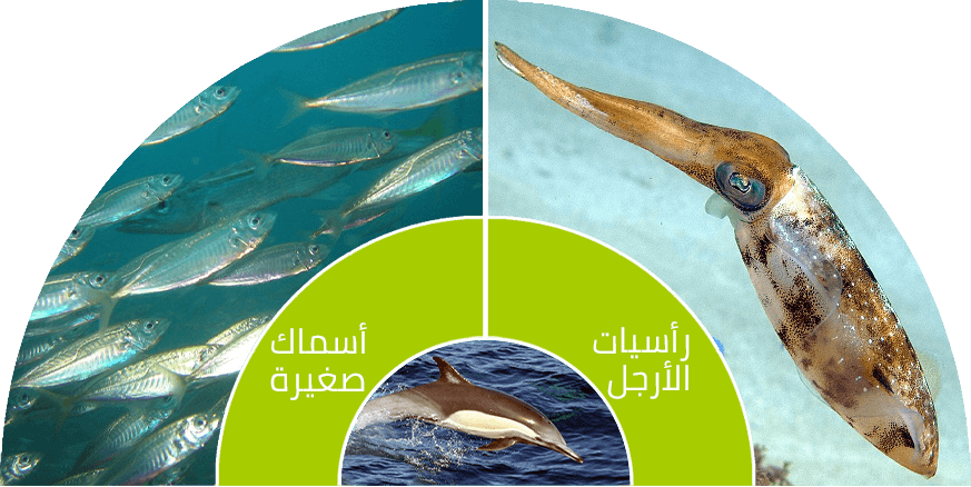 6 رقم مجموعة الصور