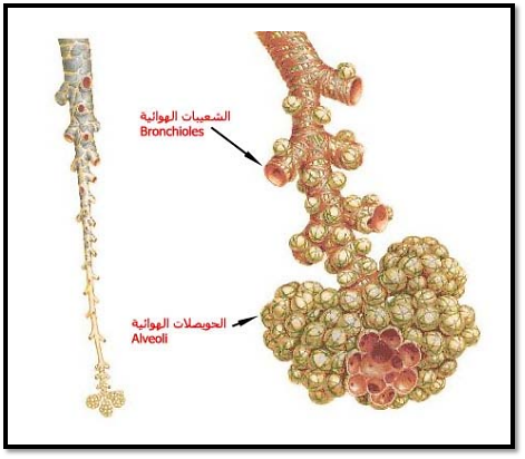 4 رقم مجموعة الصور
