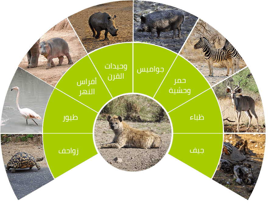 9 رقم مجموعة الصور