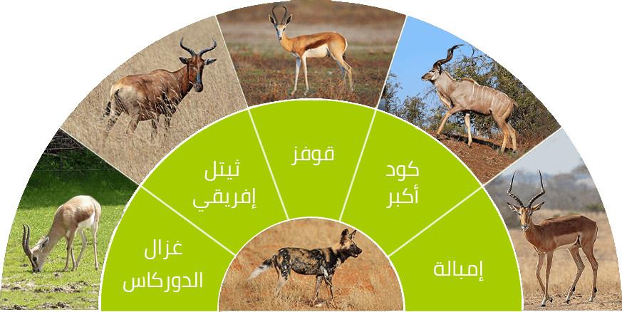 11 رقم مجموعة الصور