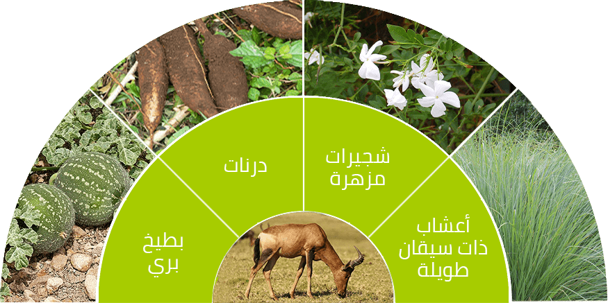 12 رقم مجموعة الصور
