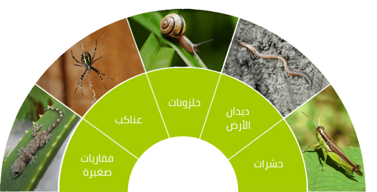 2 رقم مجموعة الصور
