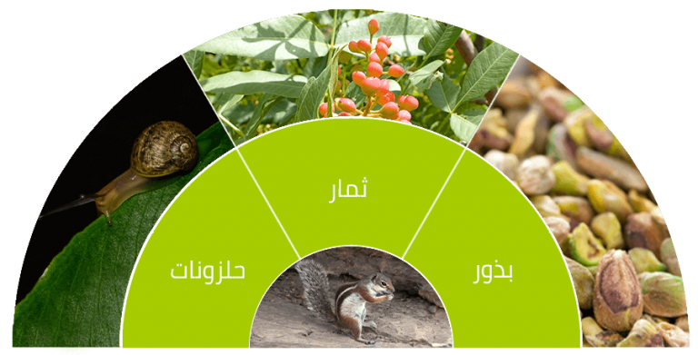 11 رقم مجموعة الصور