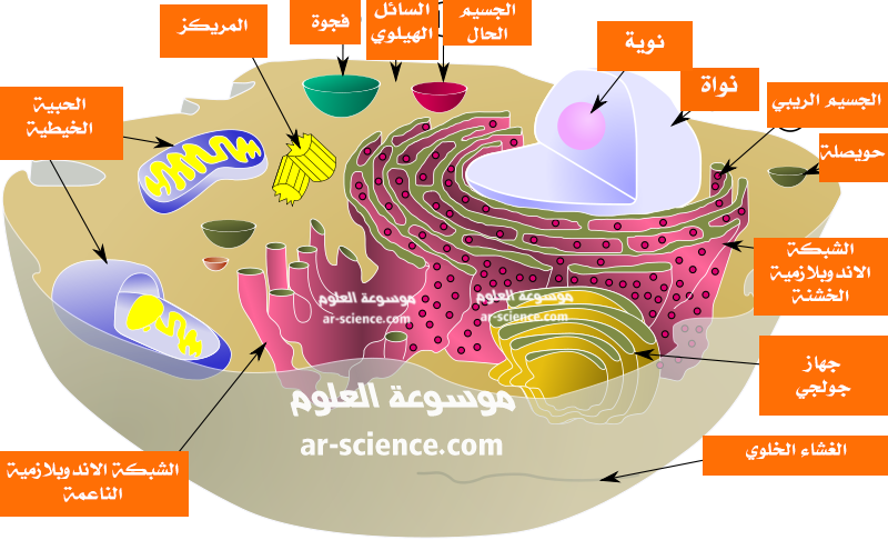 11 رقم مجموعة الصور