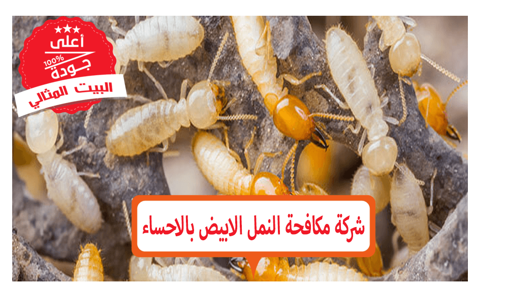 5 رقم مجموعة الصور