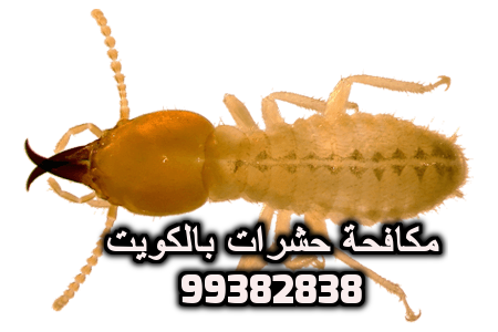 10 رقم مجموعة الصور
