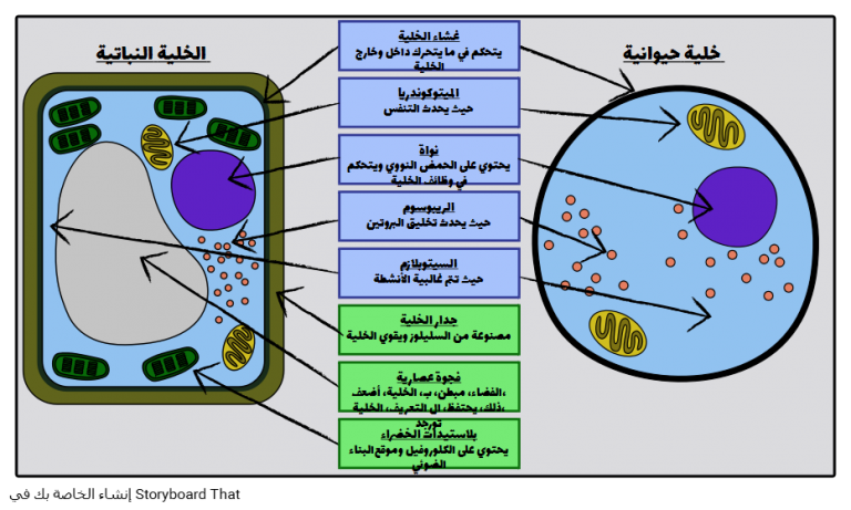 8 رقم مجموعة الصور
