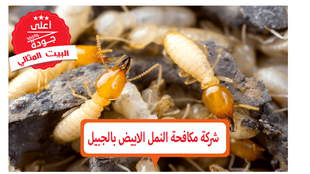 10 رقم مجموعة الصور