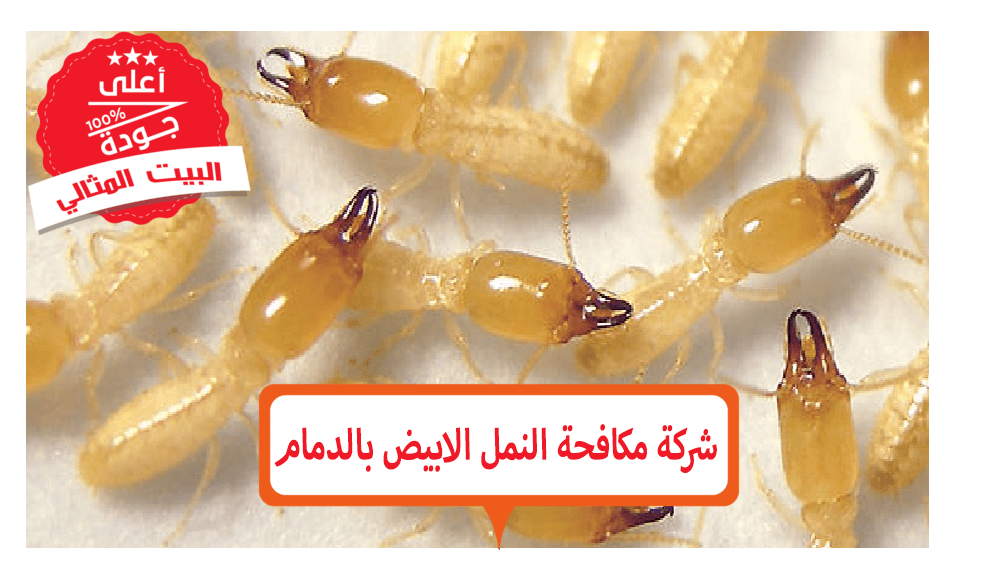 12 رقم مجموعة الصور