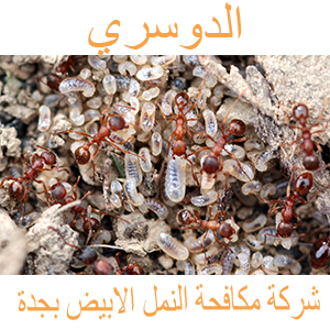 14 رقم مجموعة الصور