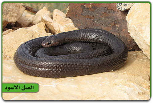 8 رقم مجموعة الصور